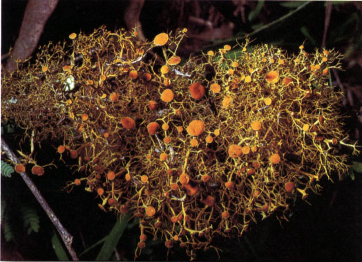 Goldeneye Lichen2.jpg