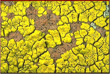 crustose lichen2.jpg